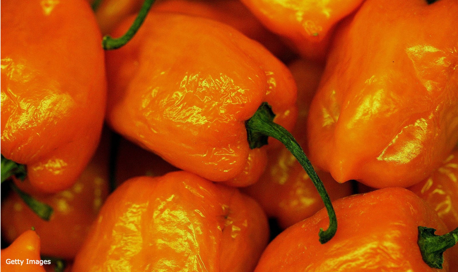 Chile habanero
