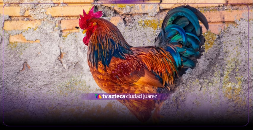 ¡EL HACHIKO CON PLUMAS! Esta es la historia de Martín, el gallo que lleva 8 años esperando a su dueño fallecido