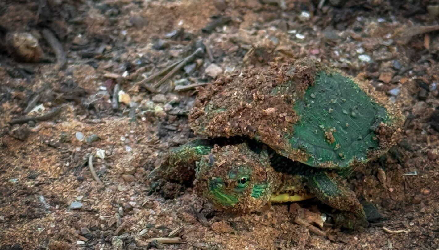 tortugas parque central