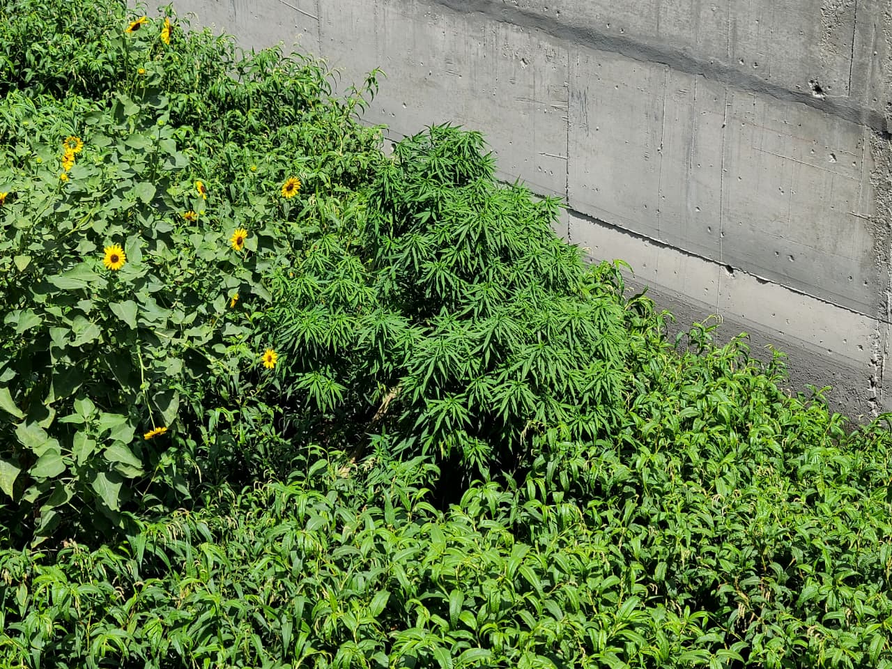 ¿De nuevo las encontró Juanito? Localizan nuevas plantas de marihuana en dren de la Teófilo
