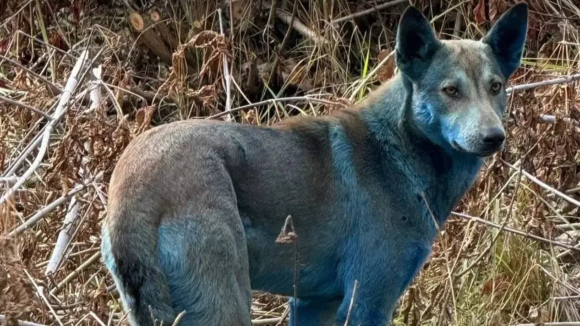 Perros azules en Chernóbil qué se sabe sobre los animales con pelaje extraño.png