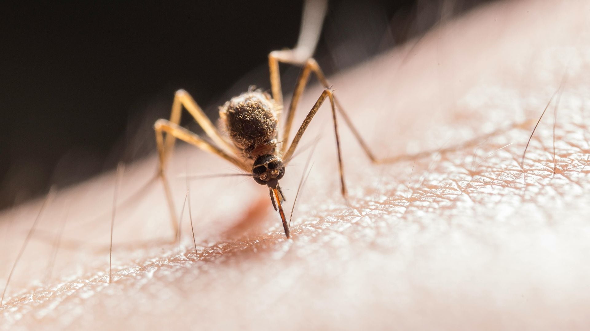 Mosquitos.jpg