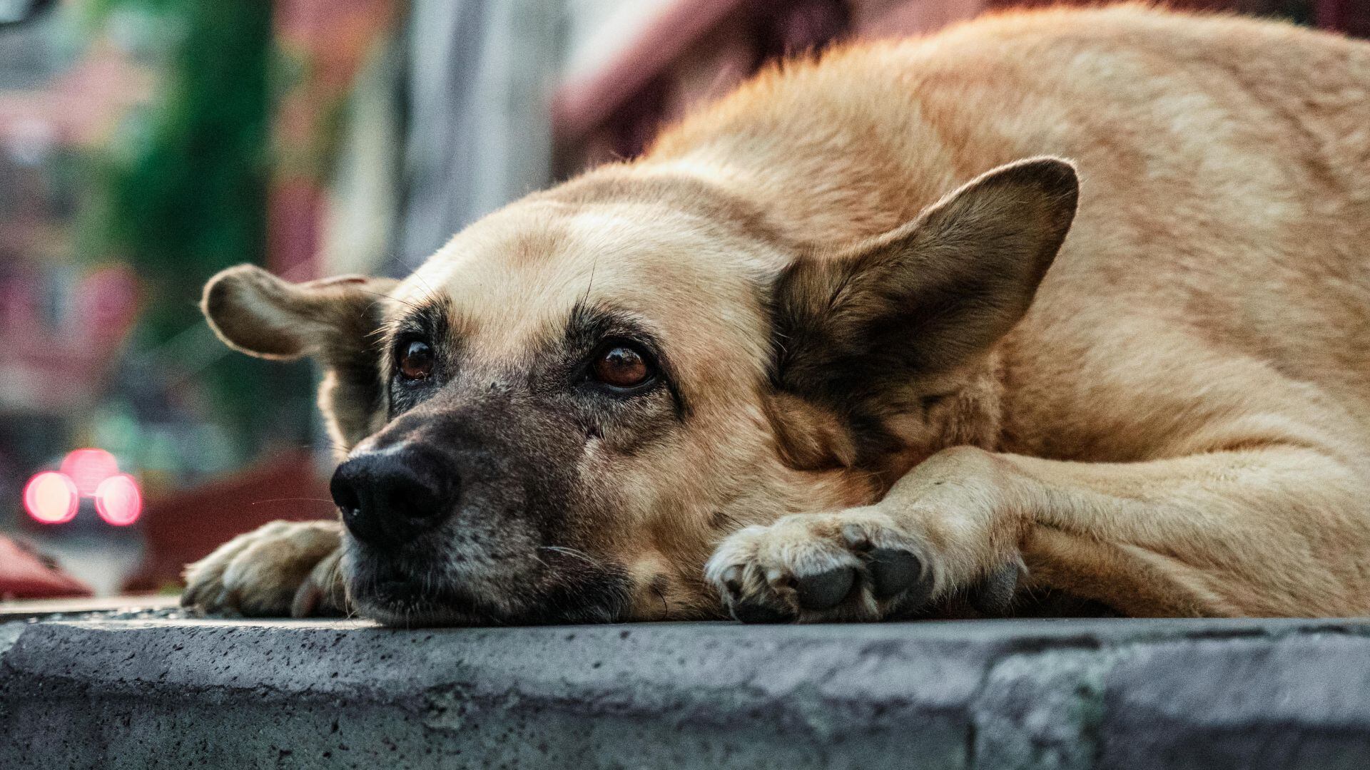 ¡ALERTA POR MORDIDAS! Aumentan casi 15% los ataques de perros en Chihuahua durante 2026