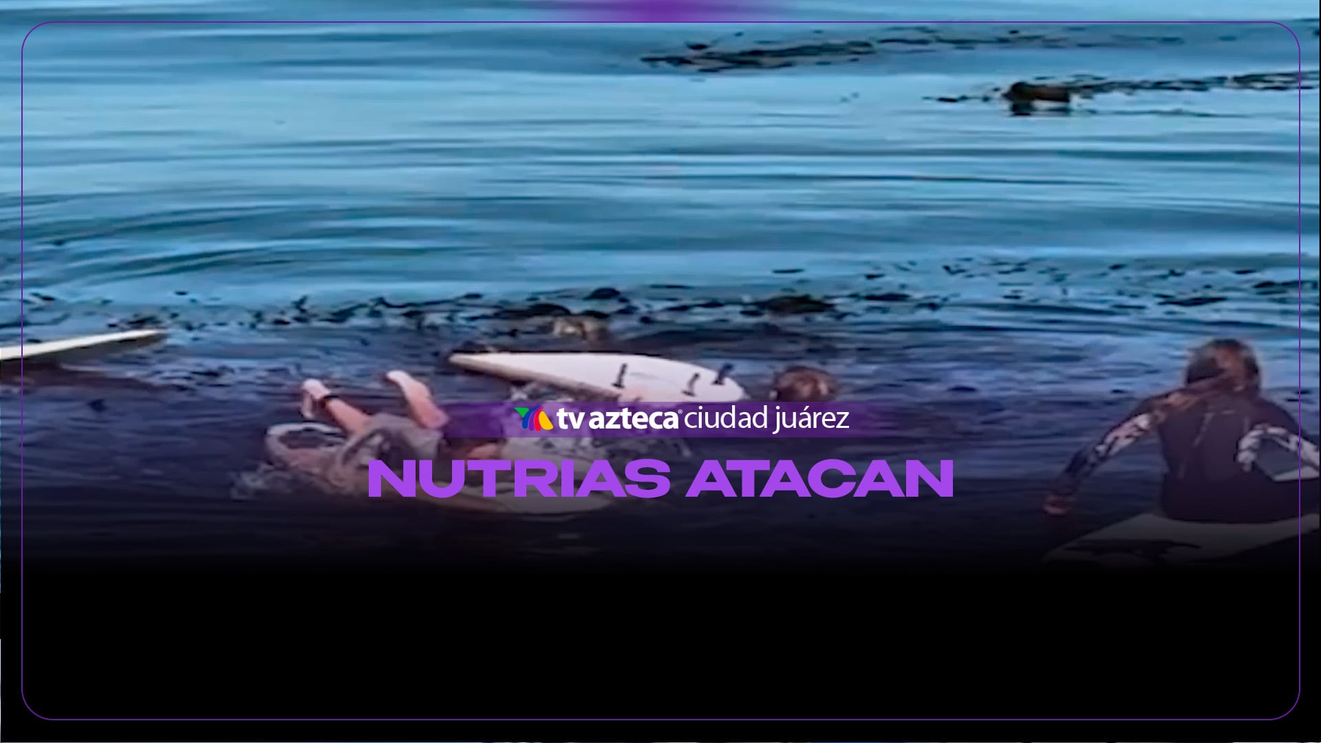 Nutria se sube a una tabla de surf y sorprende a jóvenes en California