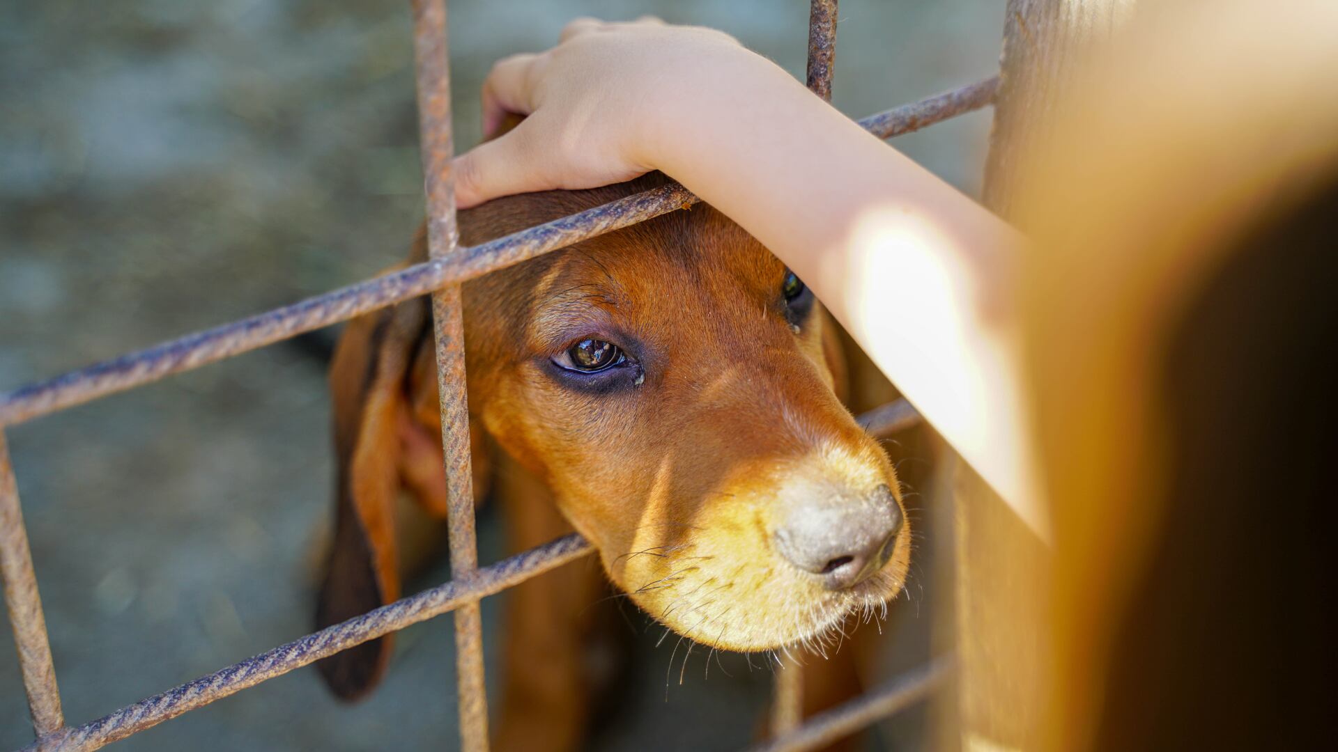 Maltrato animal.png