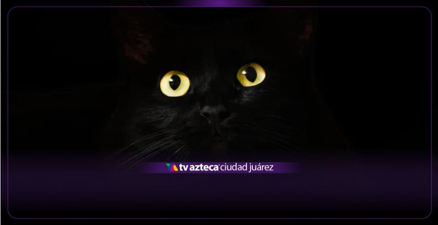¡Alerta para dueños gatunos en Ciudad Juárez! Suspenden adopciones durante octubre por riesgo de sacrificios